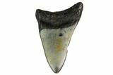 Bargain, Fossil Megalodon Tooth - North Carolina #153133-1
